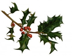 Painting of holly leaves ad berries.