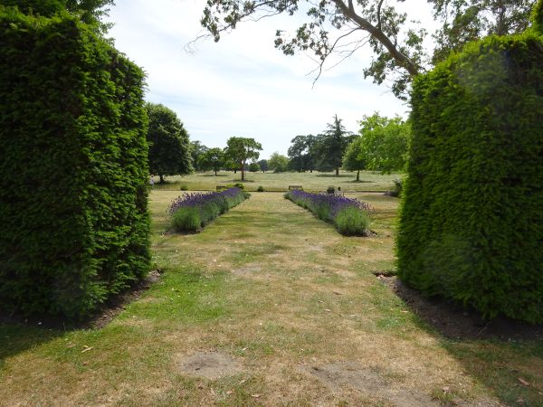 Lawn with hedges.