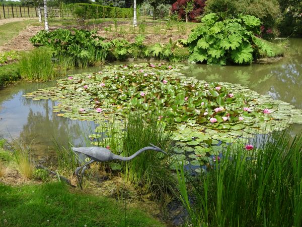 Pond with marginal and floating plants.