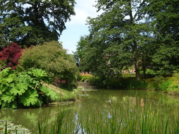 Pond with trees and Gunnera in background