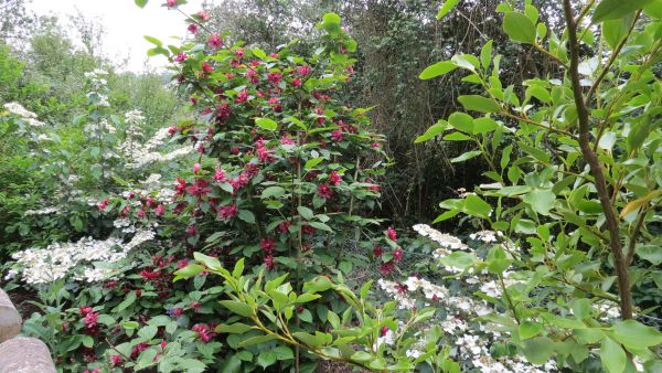 Stone bank with shrubs.