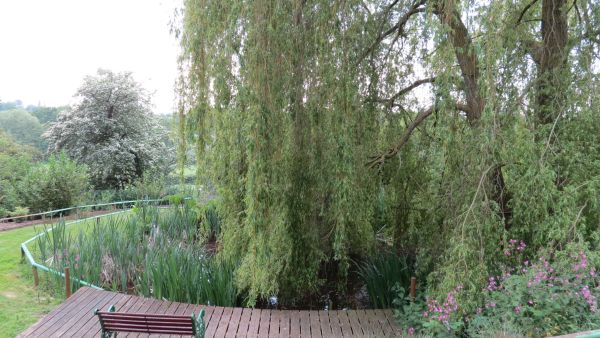 Wooded decked area with seat overlooking trees