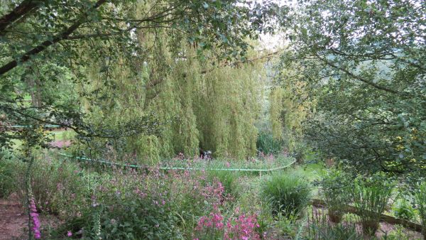 Trees and shrubs