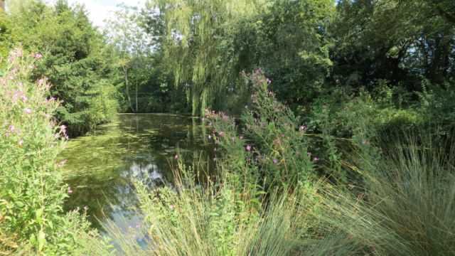 Lake surrounded by trees with shrubs at front.