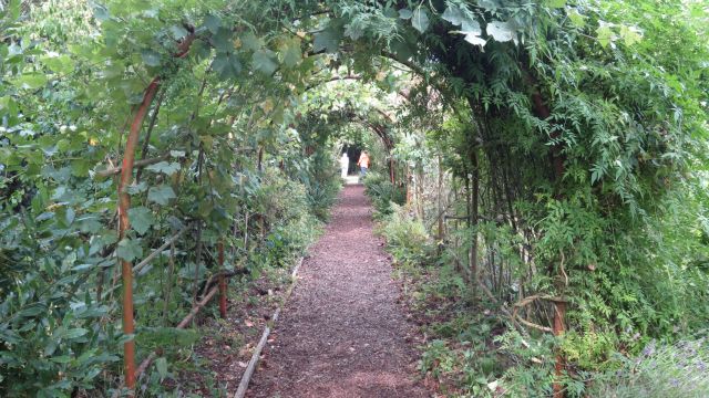 Arched pathway with climbing plants.