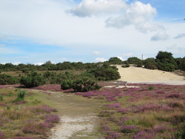 View of Westleton Common showing footpath, heather, seat, gorse and sandbank.