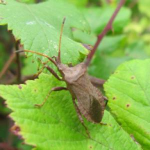 A lovely bug Ceraleptus lividus