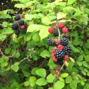 Blackberries