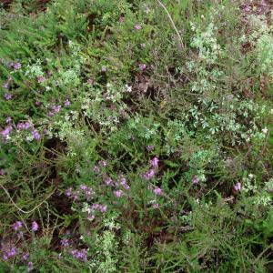 Creamy flowered Corydalis delicately entwined with heather2