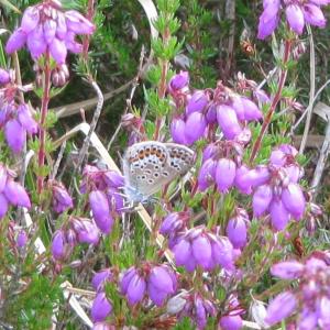 Female Silver Studded Blue Butterfly 4