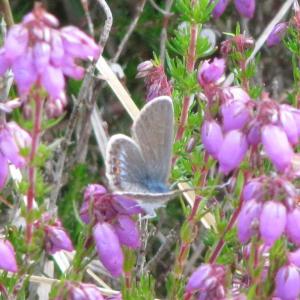 Female Silver Studded Blue Butterfly3