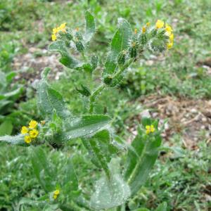 Fiddleneck near the concrete patch3