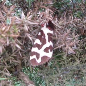 Garden Tiger Moth