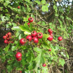 Hawthorn Haws