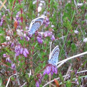 Newly hatched Silver Studded Blue Butterflies4