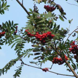 Rowan berries