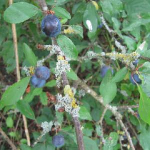 Sloes and Lichen