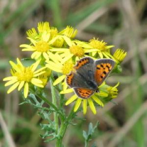 Small Copper