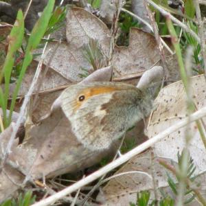 Small Heath Butterfly well camouflaged4