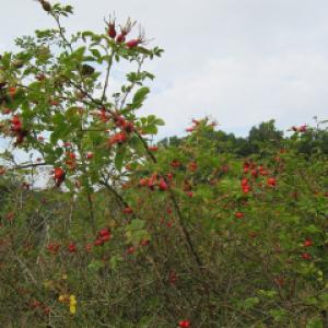 Sweet Briarb Rose hips