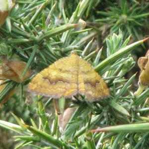 Yellow Shell Moth4